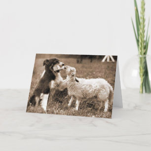 Border Collie and Lamb~Photo Card