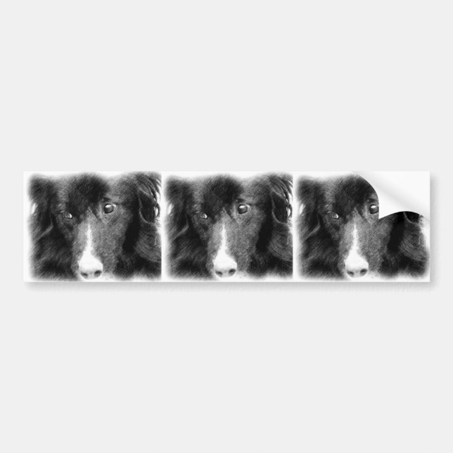 Border Collie Animal Art Bumper Sticker (Front)