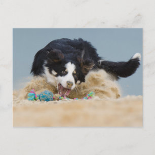 Border Collie auf Balljagd Postcard