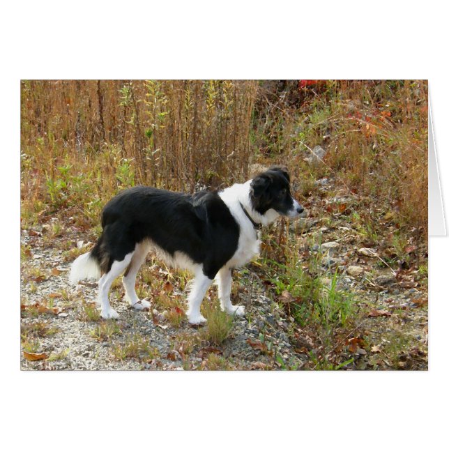 Border Collie Autumn (Front Horizontal)