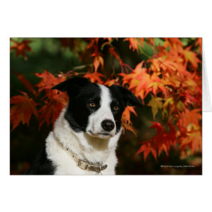 Border Collie Autumn Headshot