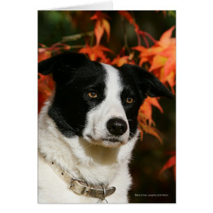 Border Collie Autumn Headshot