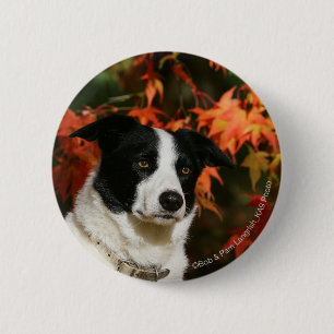 Border Collie Autumn Headshot 6 Cm Round Badge