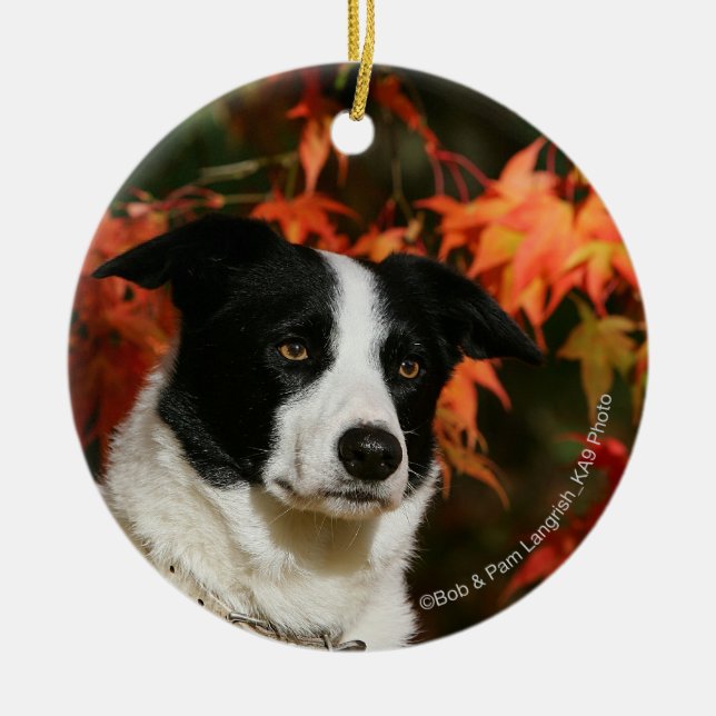 Border Collie Autumn Headshot Ceramic Ornament (Front)