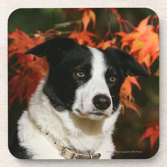 Border Collie Autumn Headshot Coaster (Front)