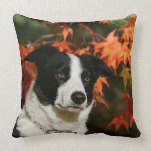 Border Collie Autumn Headshot Cushion