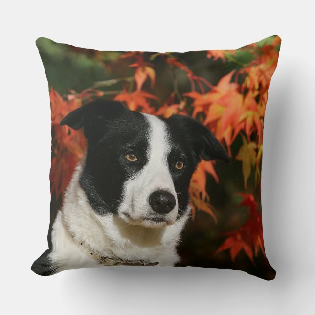 Border Collie Autumn Headshot Cushion (Front)