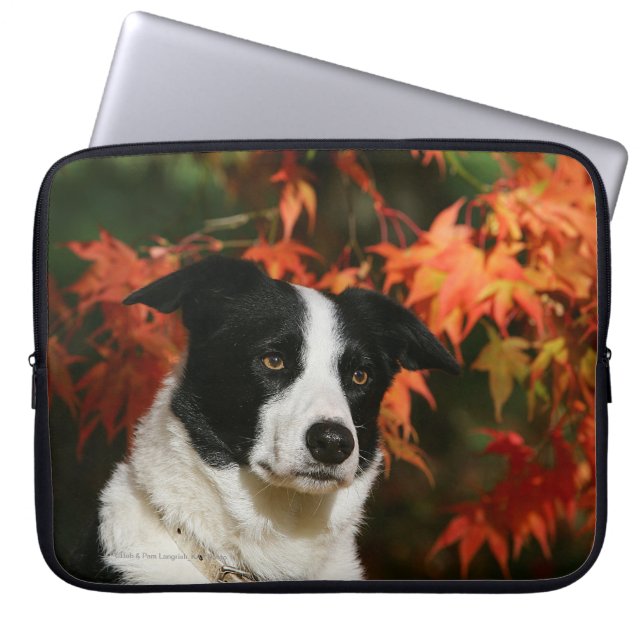 Border Collie Autumn Headshot Laptop Sleeve (Front)