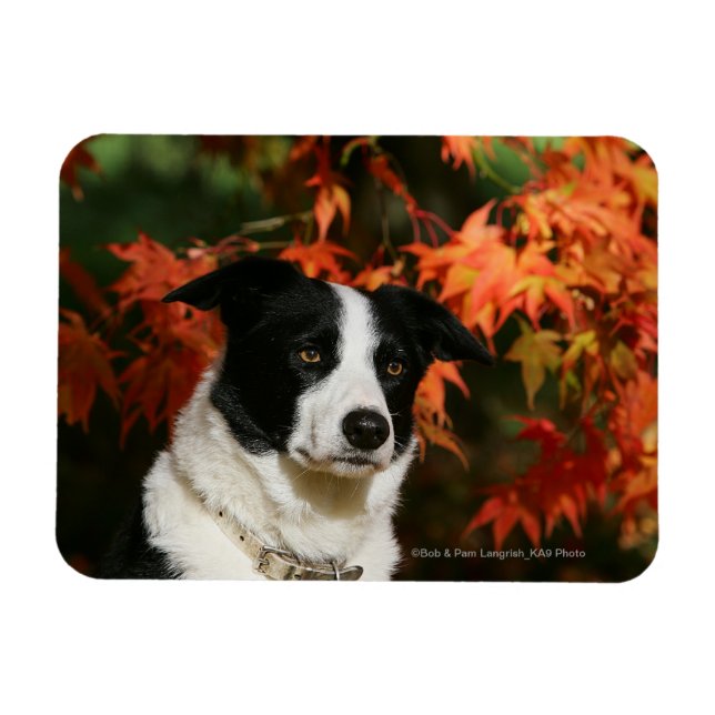 Border Collie Autumn Headshot Magnet (Horizontal)