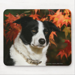 Border Collie Autumn Headshot Mouse Pad