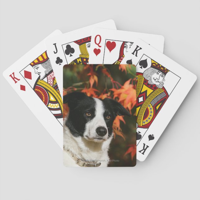 Border Collie Autumn Headshot Playing Cards (Back)