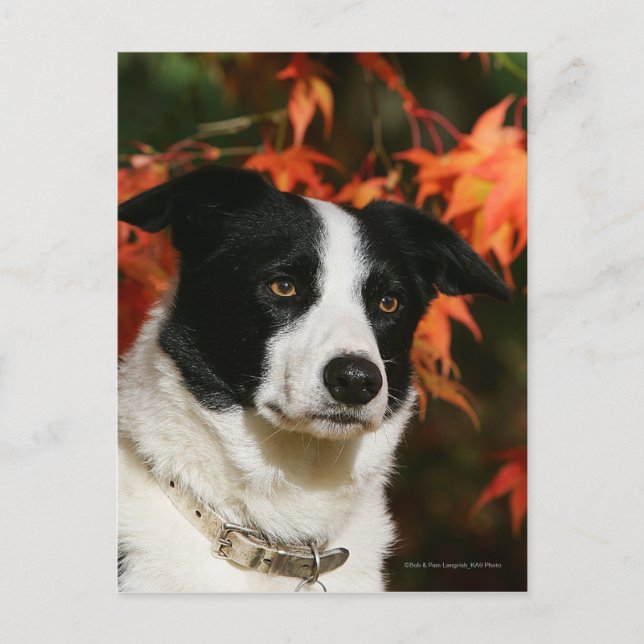 Border Collie Autumn Headshot Postcard (Front)