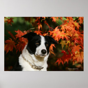 Border Collie Autumn Headshot Poster