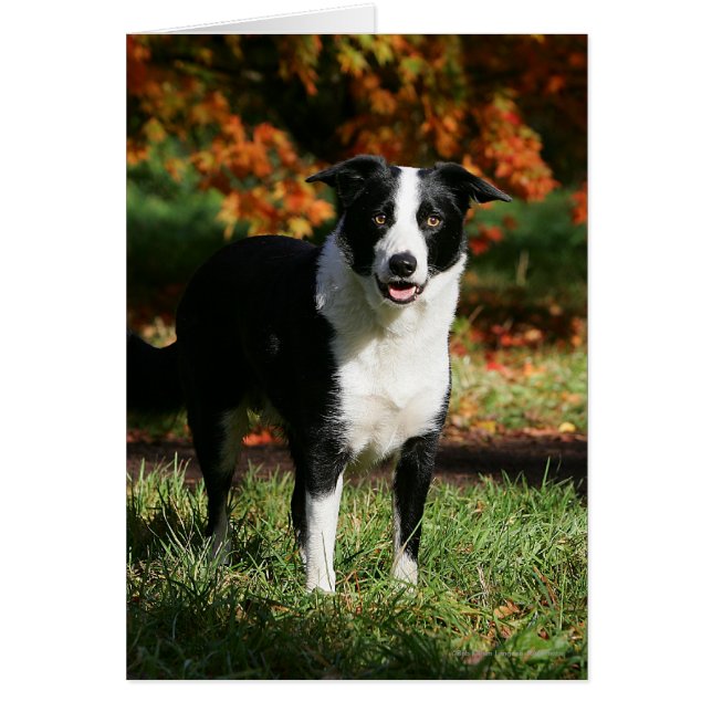 Border Collie Autumn Standing (Front)