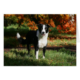 Border Collie Autumn Standing