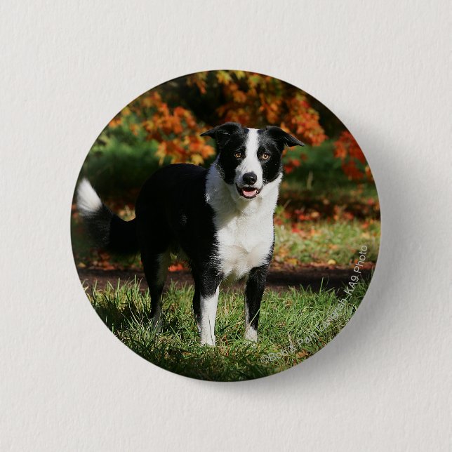 Border Collie Autumn Standing 6 Cm Round Badge (Front)
