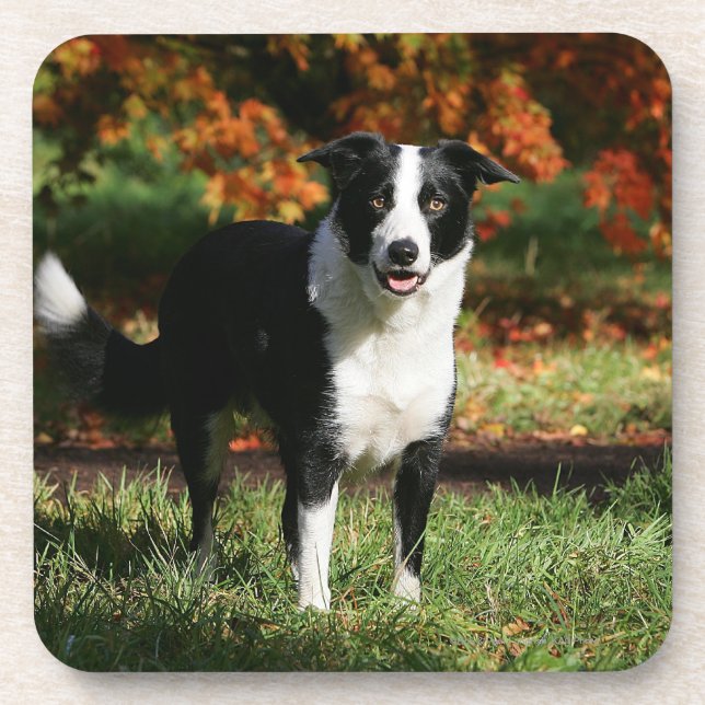 Border Collie Autumn Standing Coaster (Front)