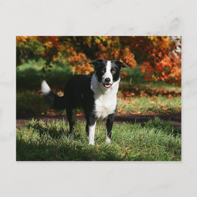 Border Collie Autumn Standing Postcard (Front)