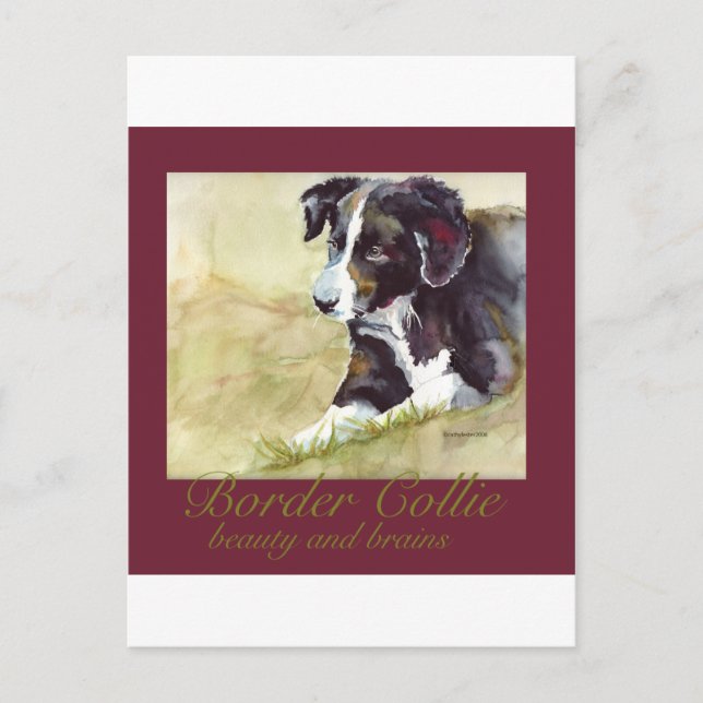 Border Collie Beauty and Brains Postcard (Front)