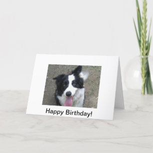 Border Collie Birthday Card
