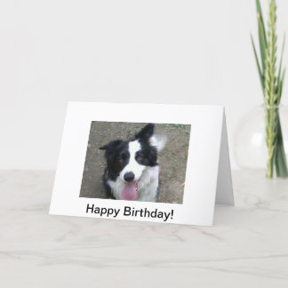 Border Collie Birthday Card