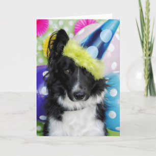 Border Collie Birthday Card