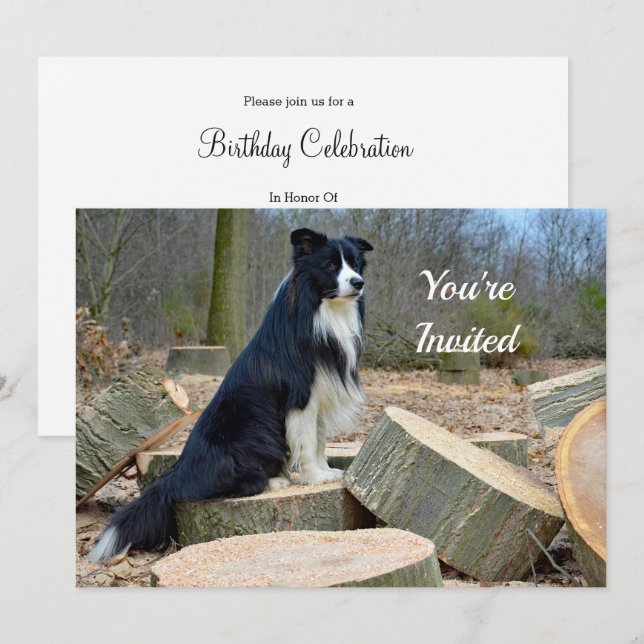Border Collie Birthday Invitation (Front/Back)