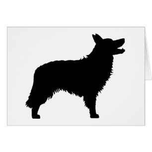 Border Collie (black)