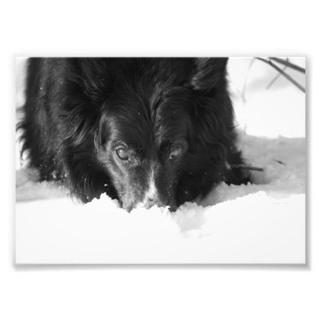 Border Collie Black and White Photo Print (Front)