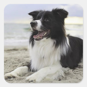 Border Collie Black And White Puppy Dog Stickers