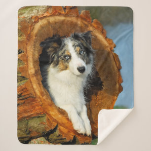 Border Collie Blue Merle Dog Head Photo Animal - Sherpa Blanket