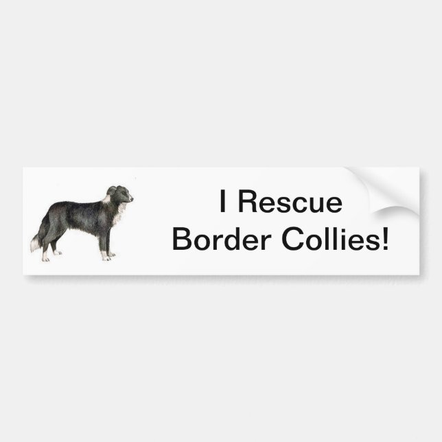 Border Collie Bumper Sticker (Front)