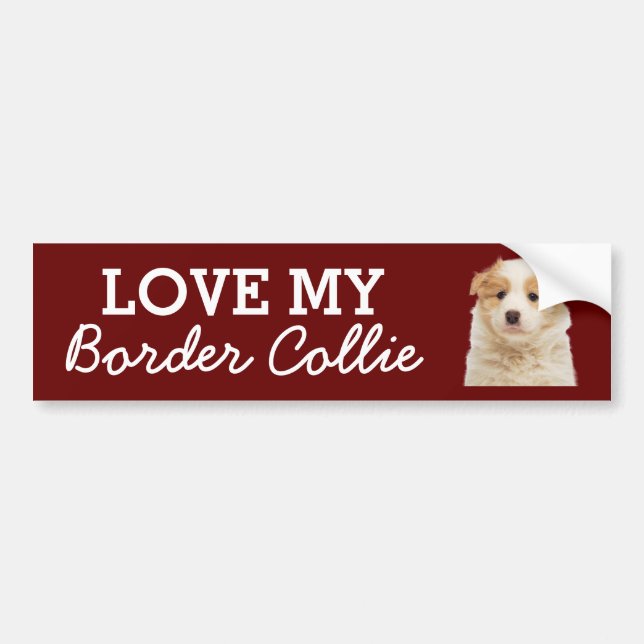 Border Collie bumper sticker (Front)