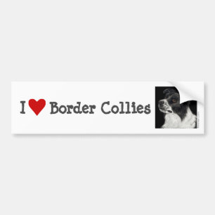 Border Collie Bumper Sticker - "Ben"
