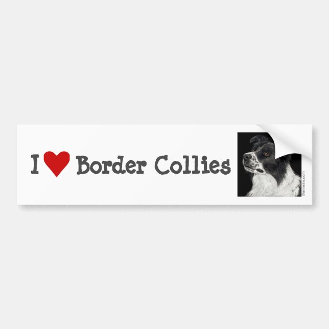 Border Collie Bumper Sticker - "Ben" (Front)