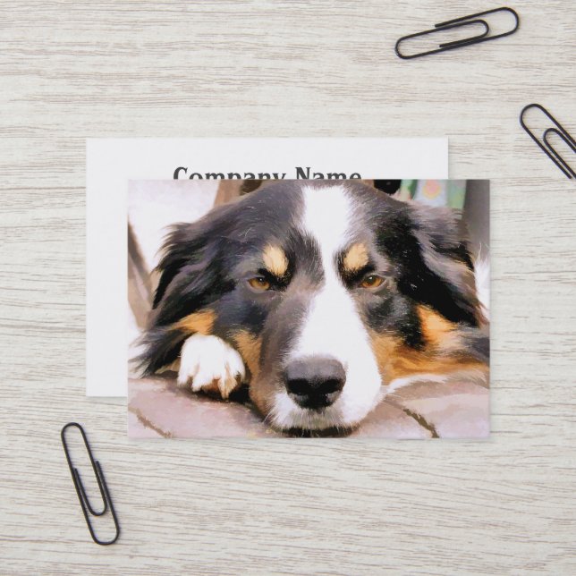 BORDER COLLIE BUSINESS CARD (Front/Back In Situ)