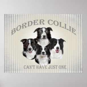 Border Collie Can't Have Just One Poster