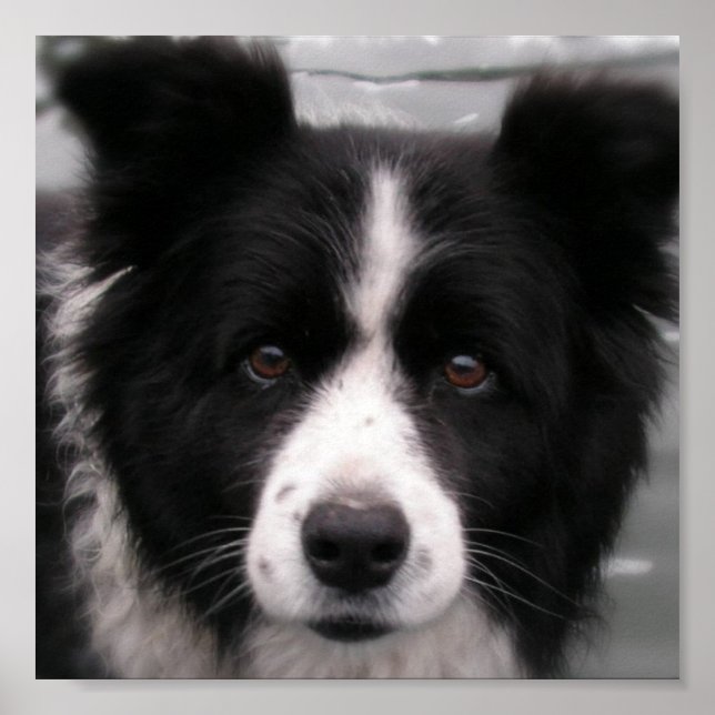 Border Collie Canvas Print (Front)