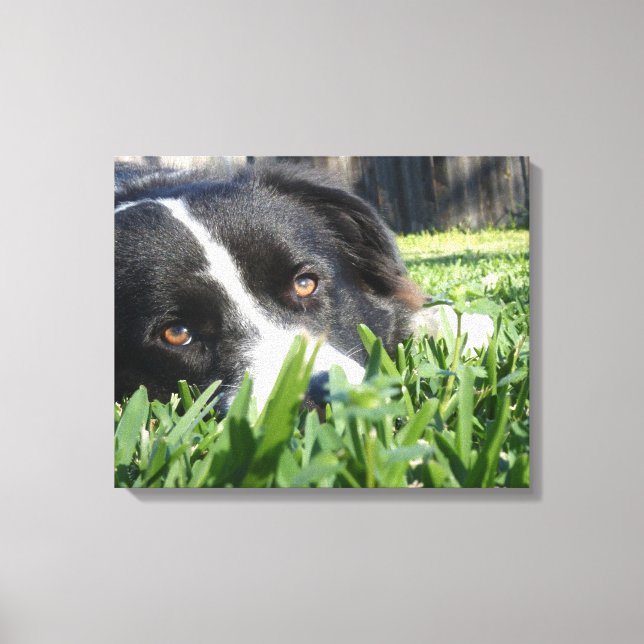 Border Collie Canvas Print (Front)