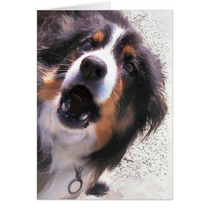 BORDER COLLIE Card