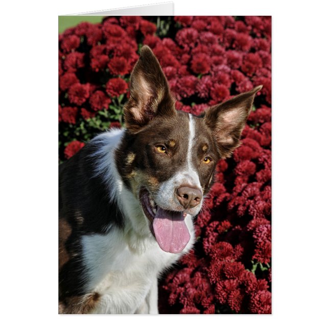 Border Collie Card (Front)