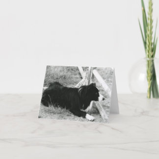 Border Collie Card