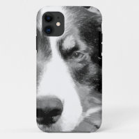 BORDER COLLIE