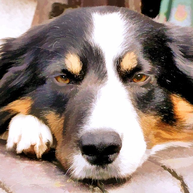 BORDER COLLIE CERAMIC KNOB (Creator Uploaded)