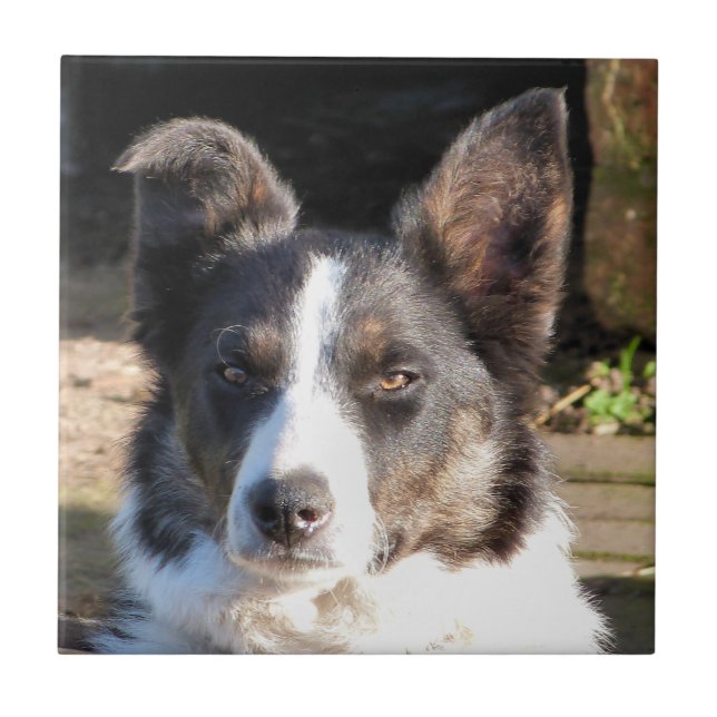BORDER COLLIE CERAMIC TILE (Front)