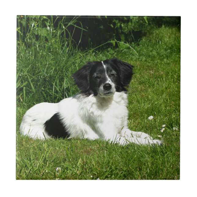 Border Collie Ceramic Tile (Front)