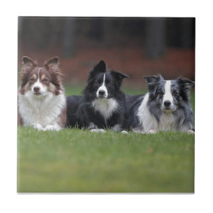border collie ceramic tile