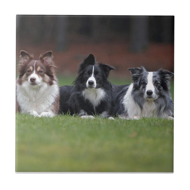 border collie ceramic tile (Front)