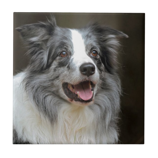 Border Collie Ceramic Tile (Front)