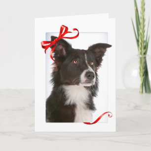 Border Collie Christmas Cards